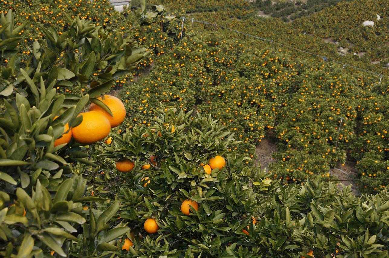 ふるさとへの愛（歴史・伝統）