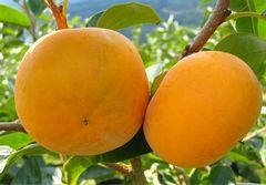 ふるさとへの愛（歴史・伝統）