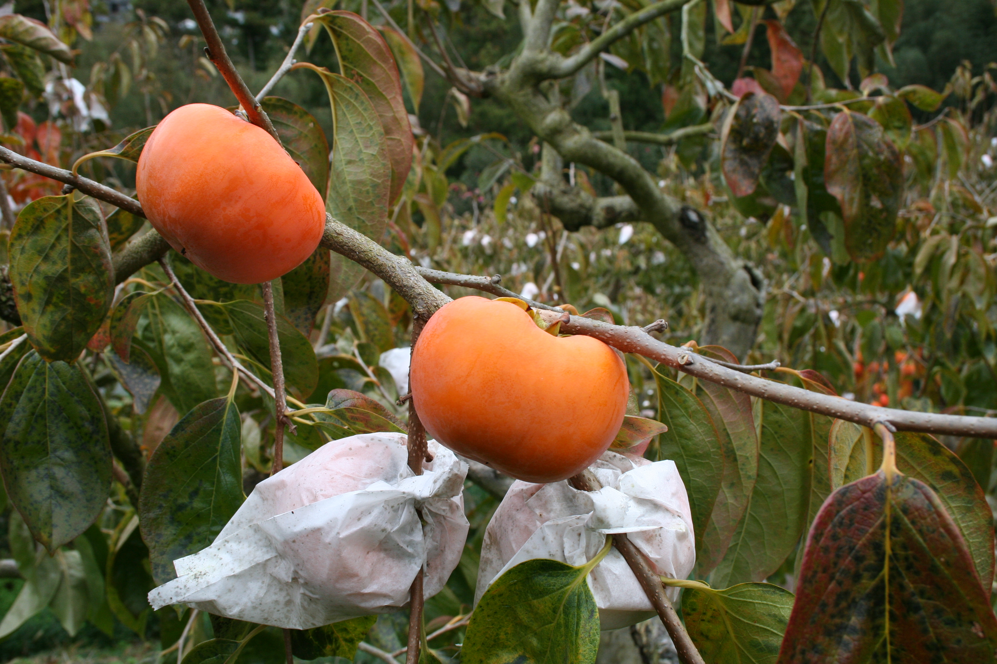 人・環境への愛（安全・安心）
