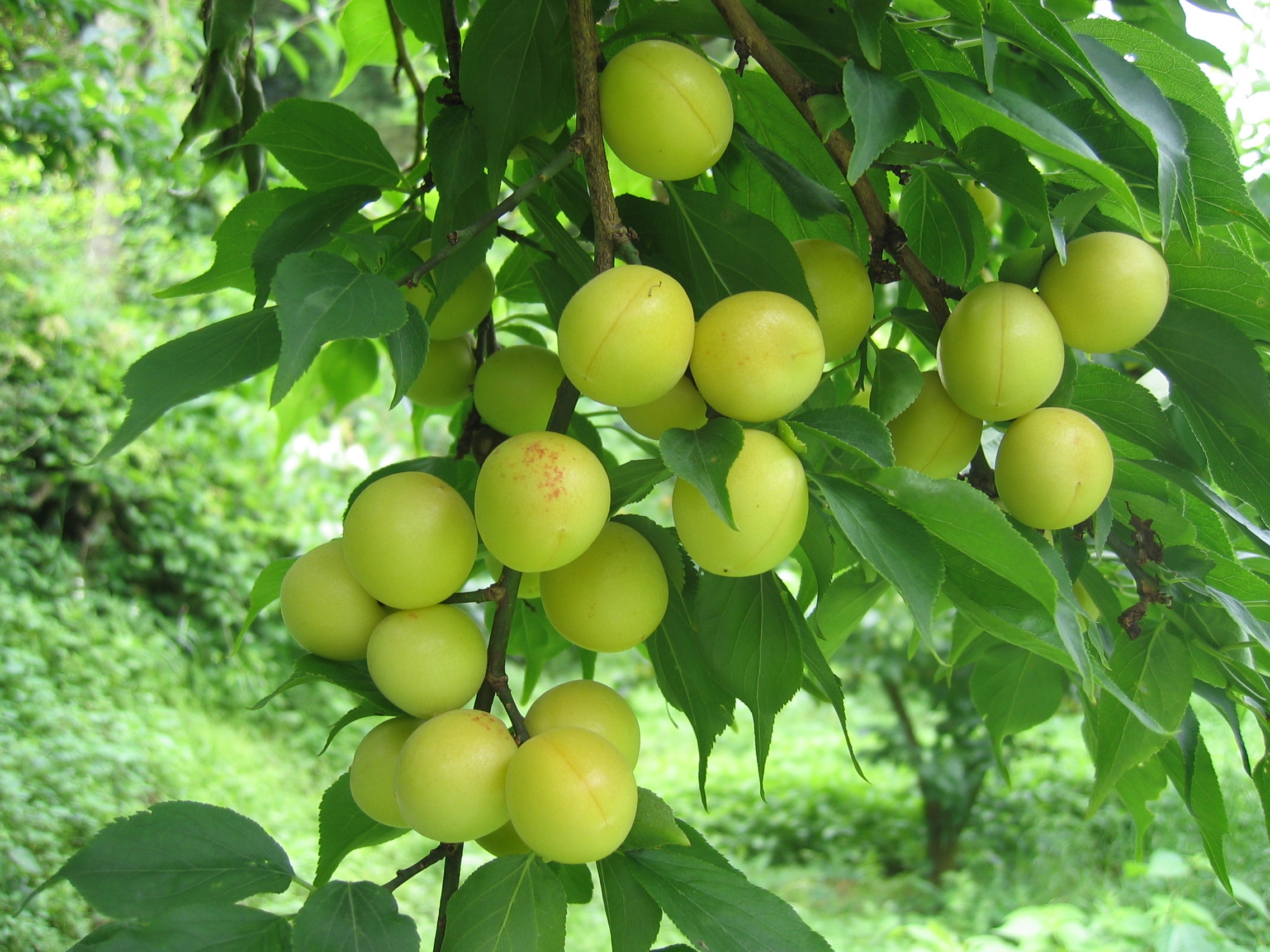 人・環境への愛（安全・安心）