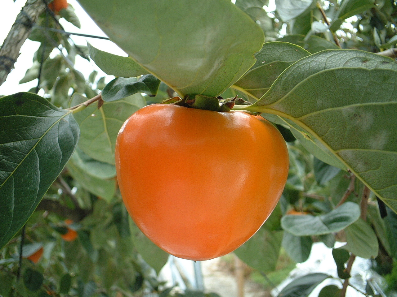 人・環境への愛（安全・安心）