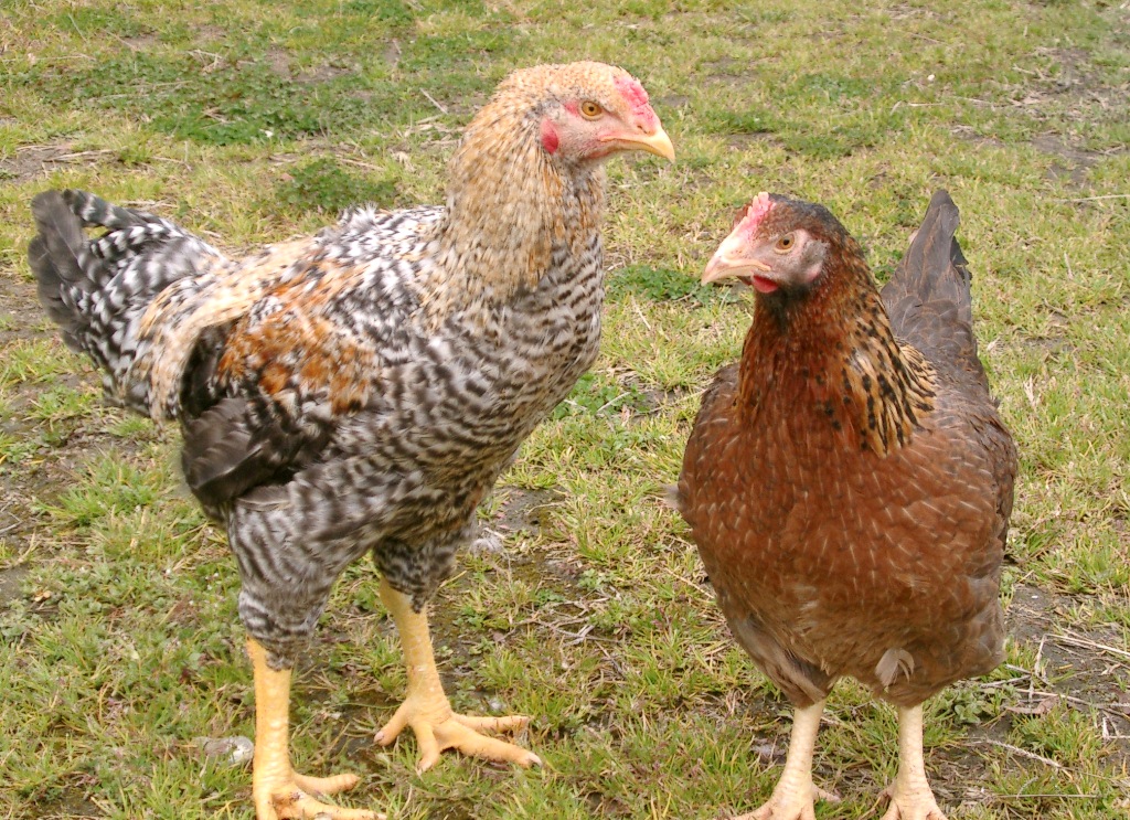 ふるさとへの愛（歴史・伝統）