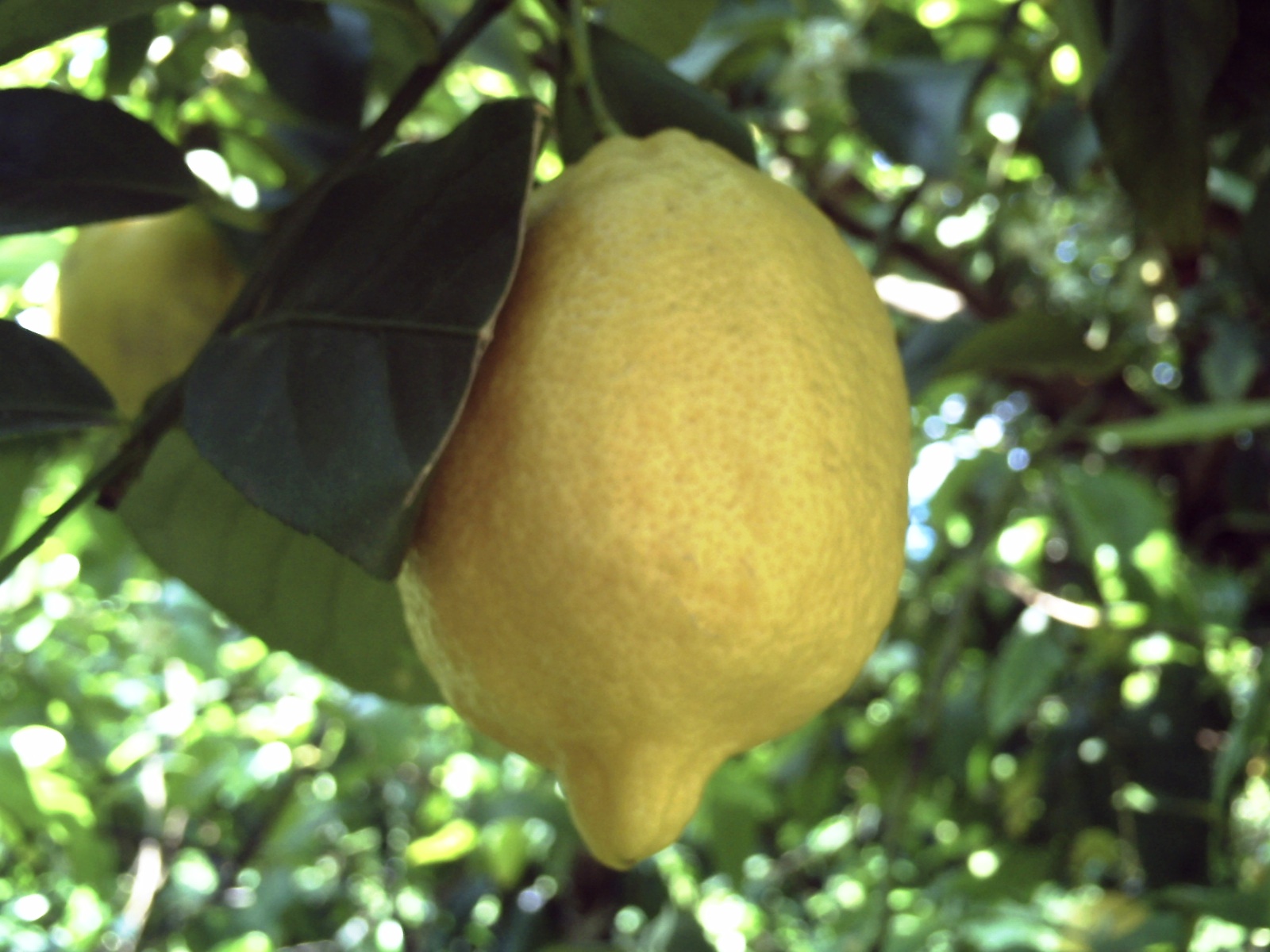 ふるさとへの愛（歴史・伝統）