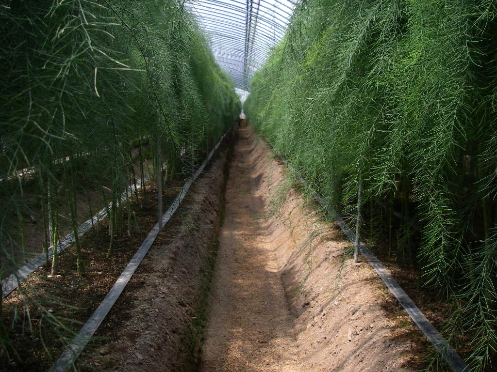 ふるさとへの愛（歴史・伝統）