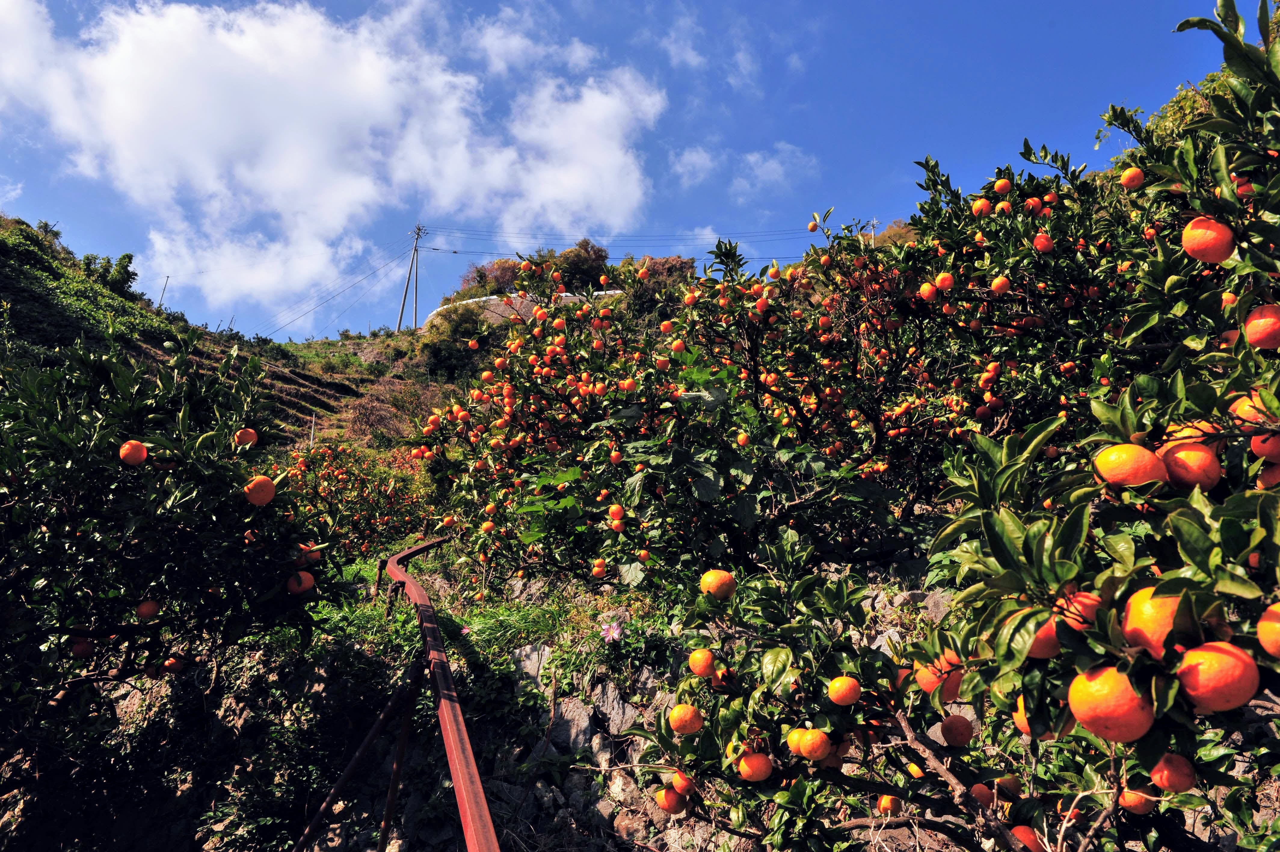 ふるさとへの愛（歴史・伝統）