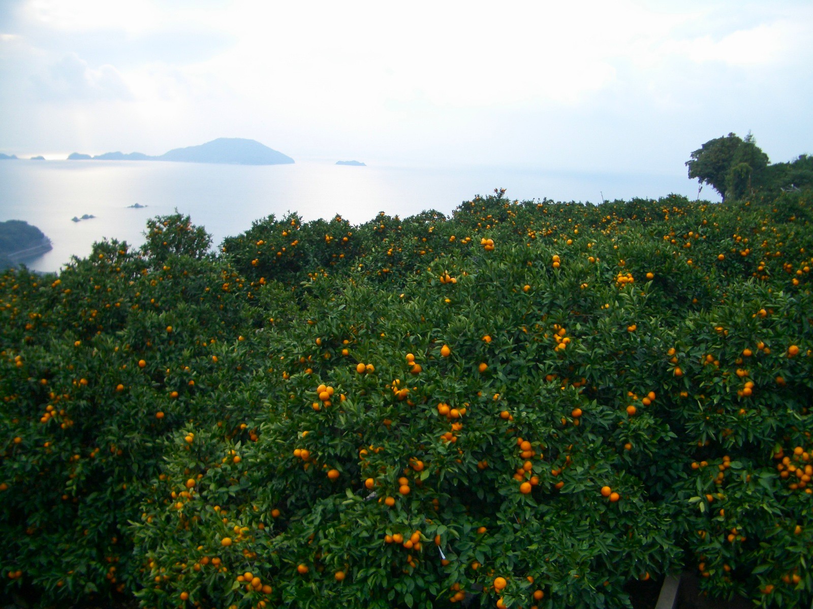 ふるさとへの愛（歴史・伝統）