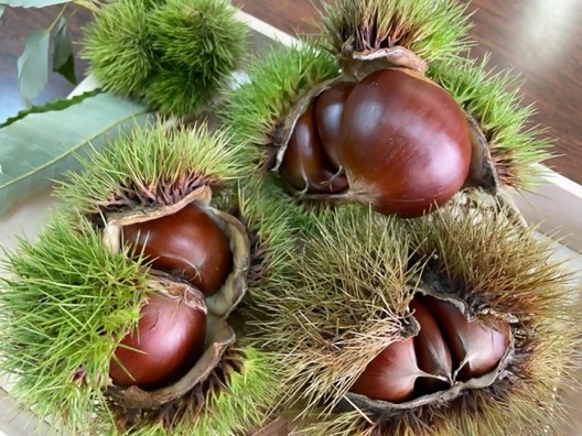 ふるさとへの愛（歴史・伝統）